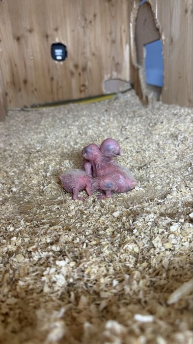 Pui papagali Ara si jako