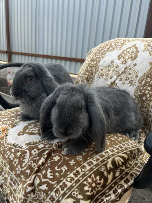Продам кроликов , фб крольчата