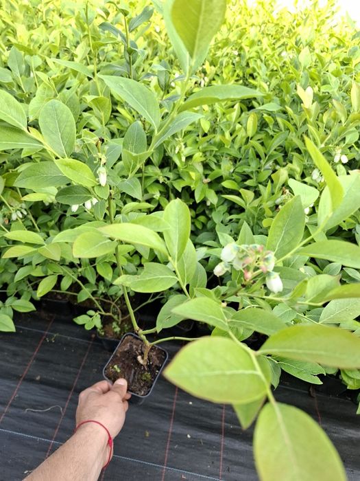 Американска боровинка в саксия