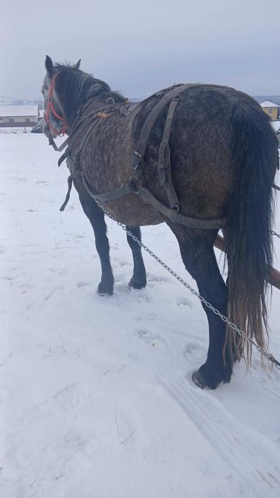 De vânzare iapa de 4 ani