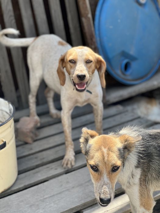 Собака в хорошие руки