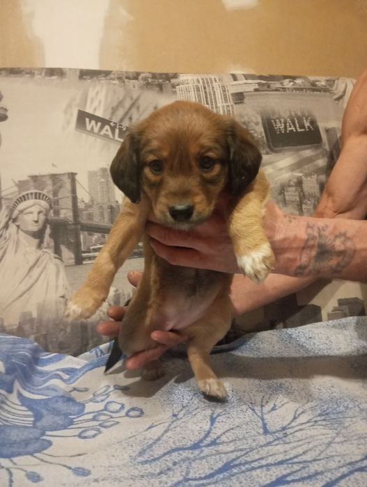 Отдам щенков в добрые руки