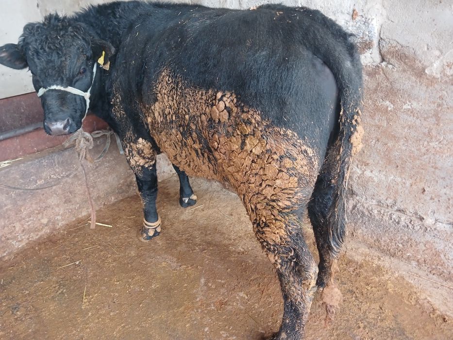 СемізБұхалар.сатылады