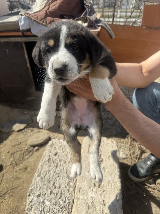 Күшік девочка барлыгы