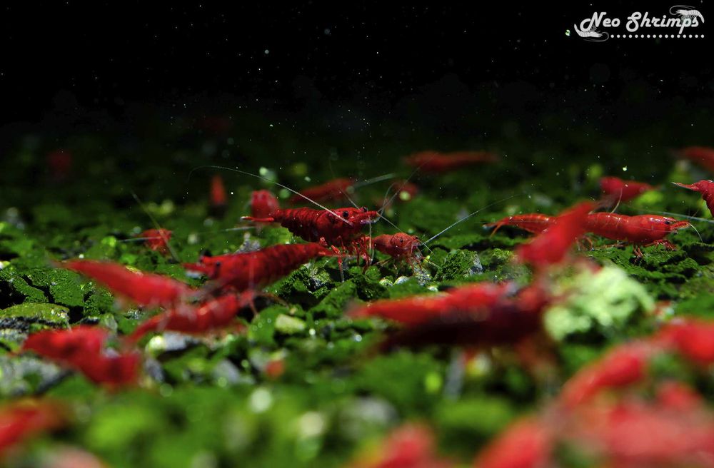 Аквариумни Скариди Bloody Mary