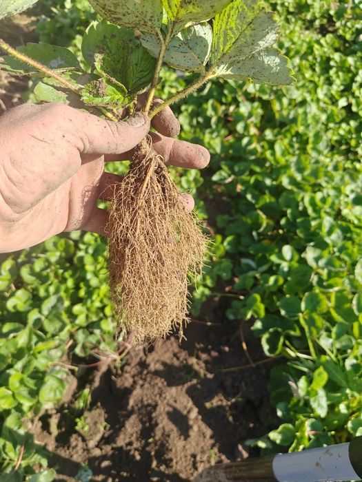 Stoloni Capsuni A+ Unifer/Remontant