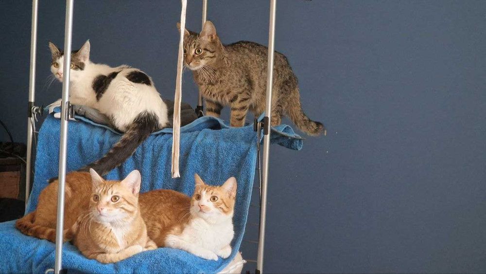 Котета търсят дом