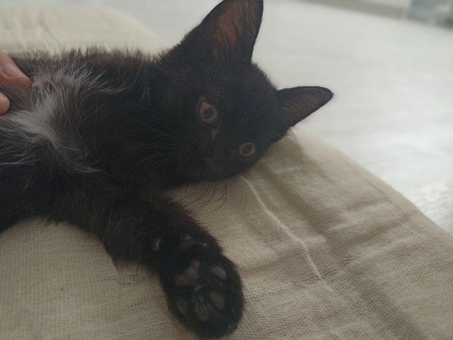 Котенок 2 месяца