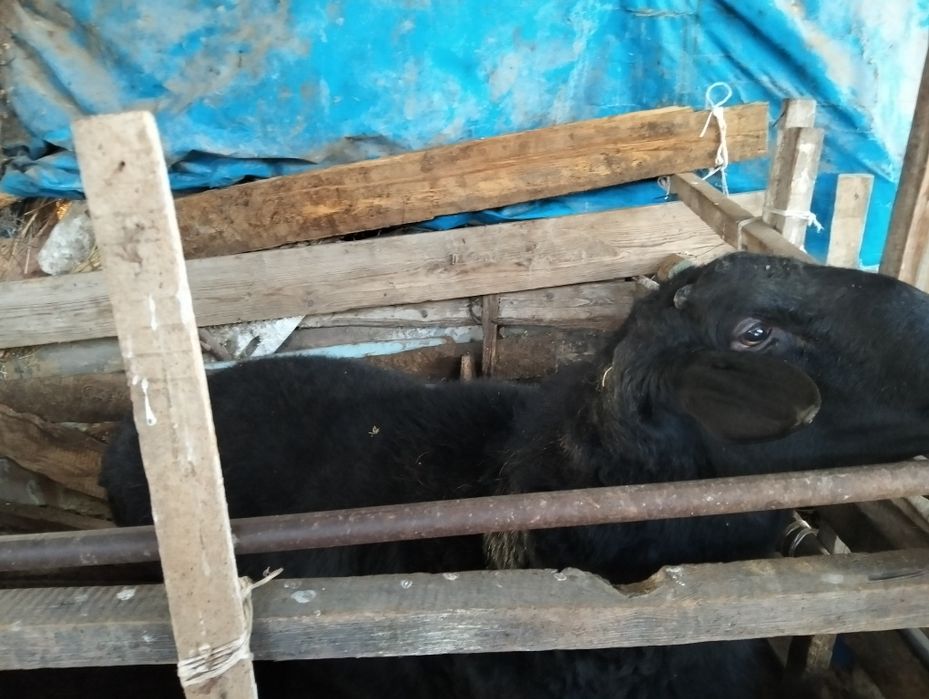 Скот бычки кочкар