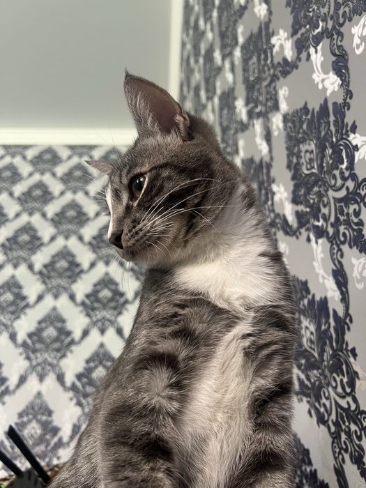 Котик в добрые руки
