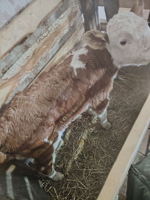 Продам тёлочку 3 дня