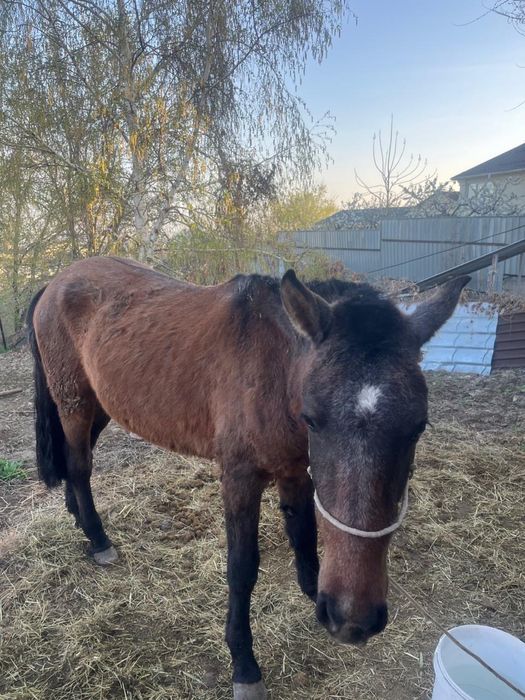 Лошади 2 года двум одному 5