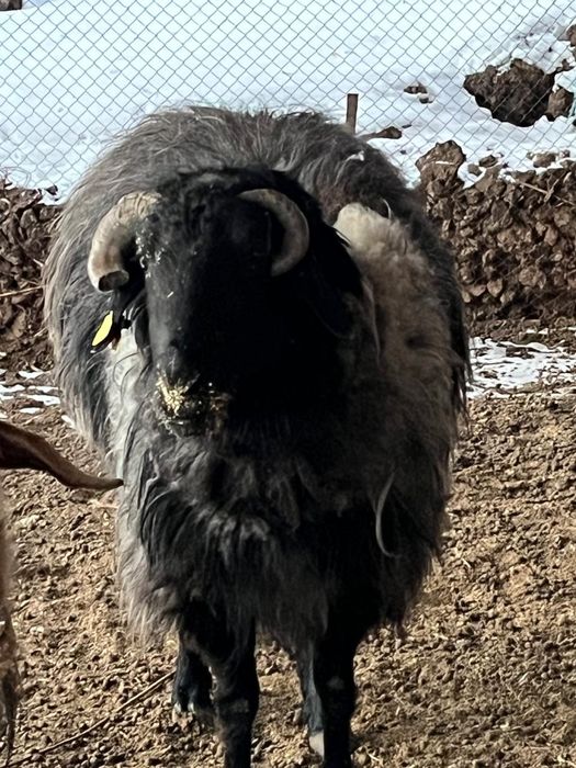 Қошқар , Теке сатылады