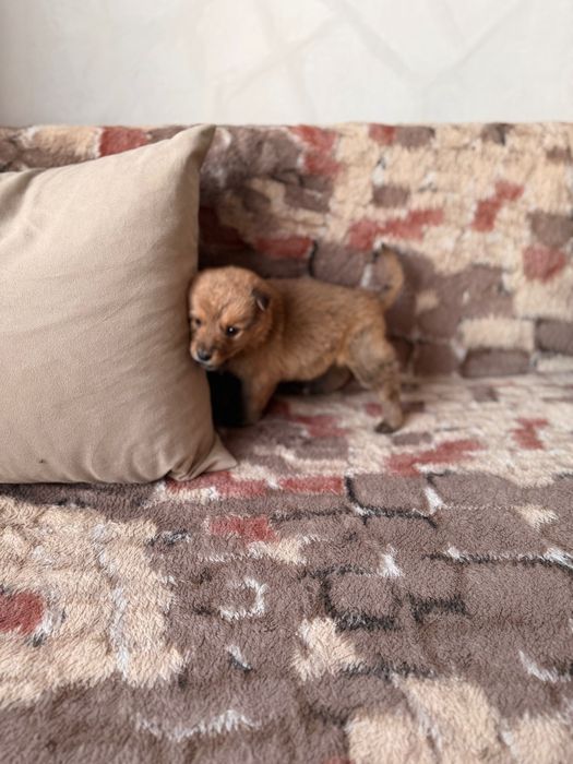 Милая маленькая девочка ищет дом