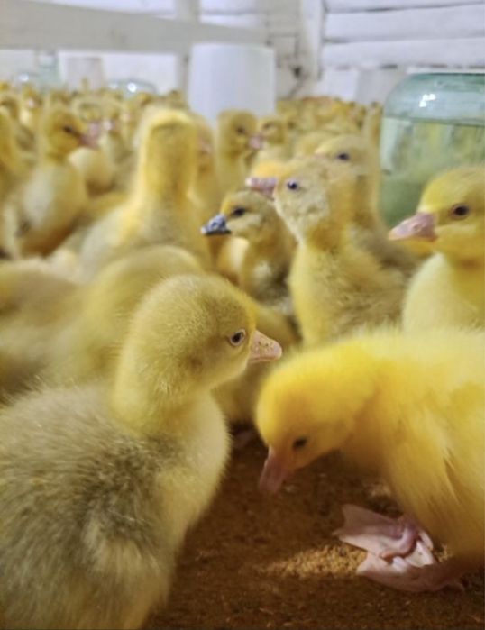 Гусята Линда , серые крупные , губернатор.