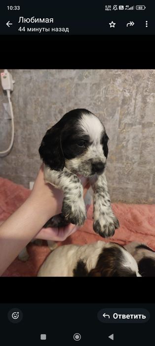 Щенки русский спаниель