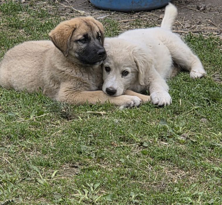 Căței (femele) Golden Retriever x Ciobănesc Caucazian