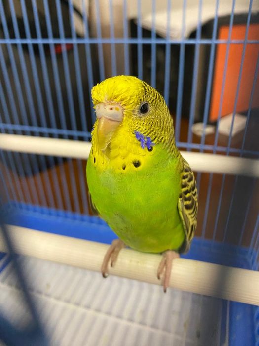 Папугай месте клетки корм
