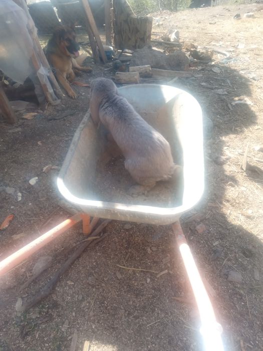 Vând 3 iepuri mai mult detalii la tel