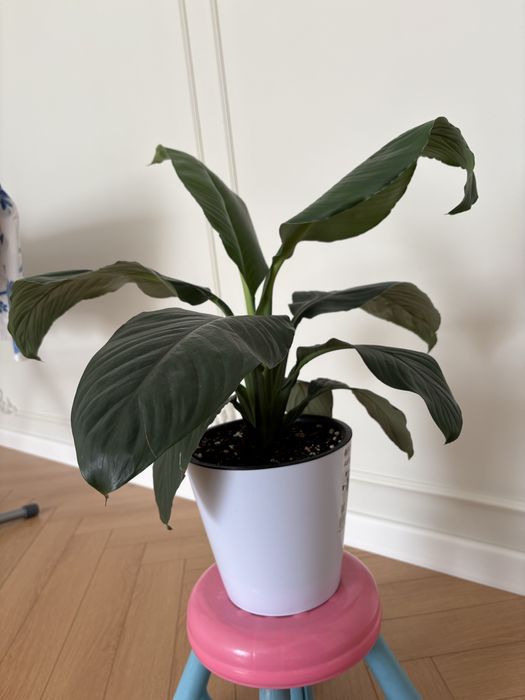 Растение Спатифиллум Сенсация