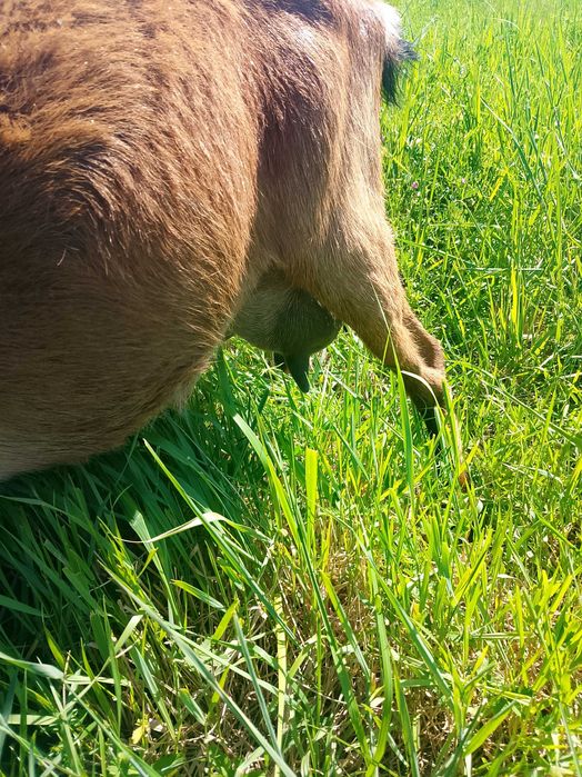 Vind trei capre bune de lapte