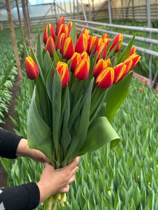 Тюльпаны предзаказ к 8 марта