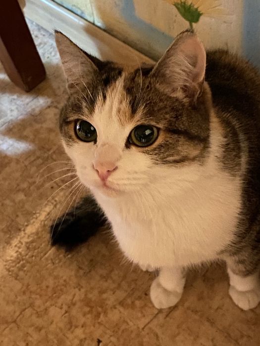 Отдам Кошку в хорошие руки!