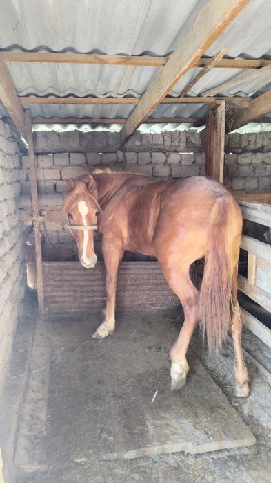 Пародасы жақсы еркек тай семіз