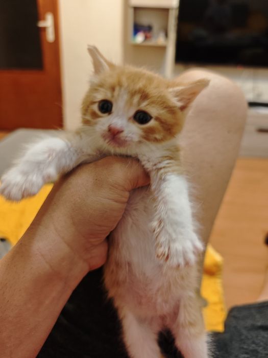 Малки котенца си търсят дом