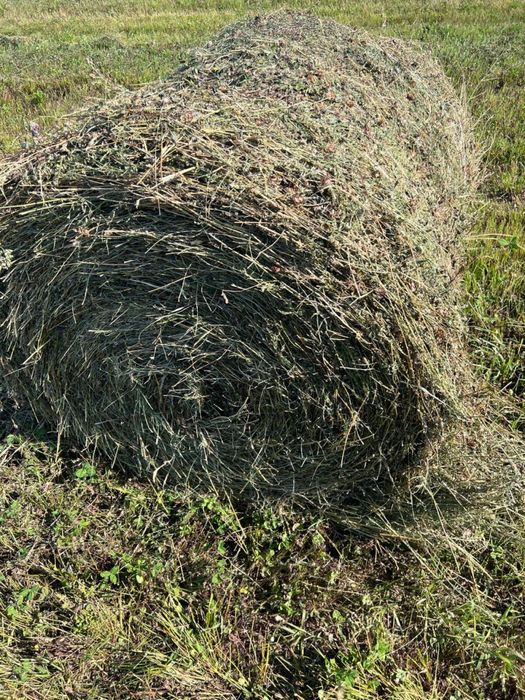 Таза жонышка чистая люцерна