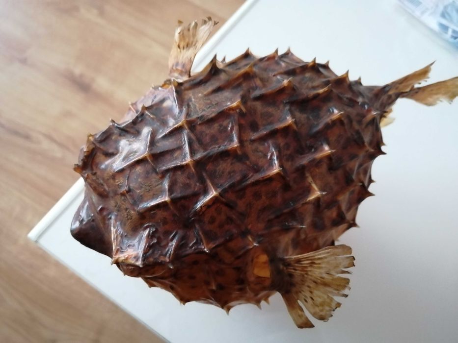 Препарирана риба балон