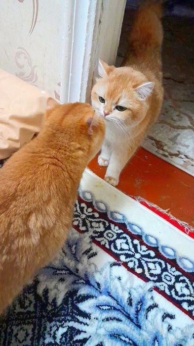 Privaznoy Zalataya Shinshilla tozza Ny_12

Порода : BRI Золотая

ш