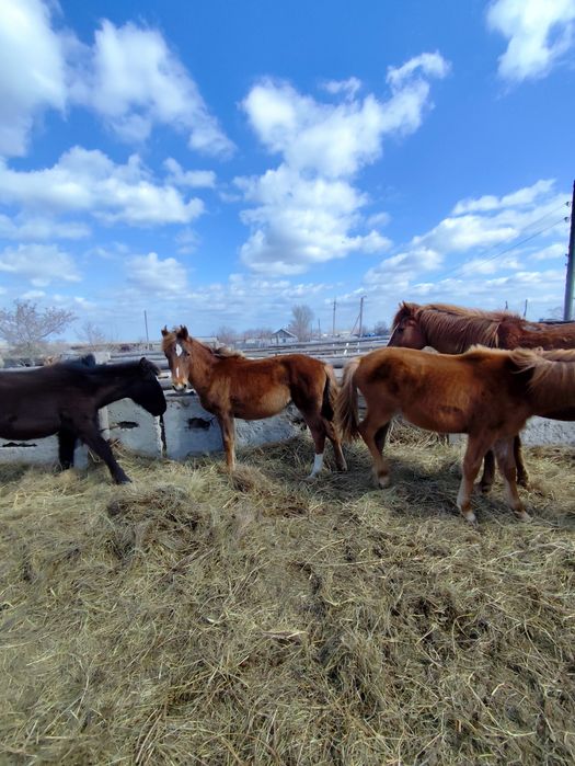 Продам кобылу и 2 жеребят