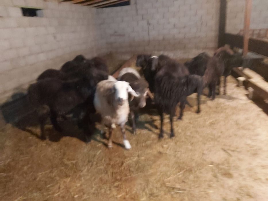 Кошкарлар сатылады