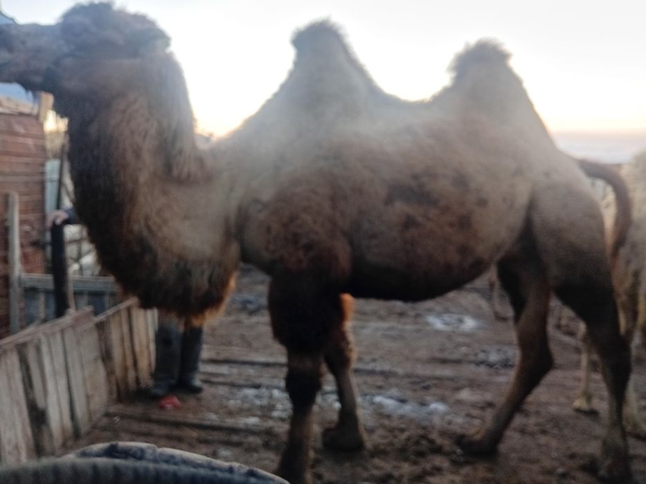 Түйе сатылады ботасымен