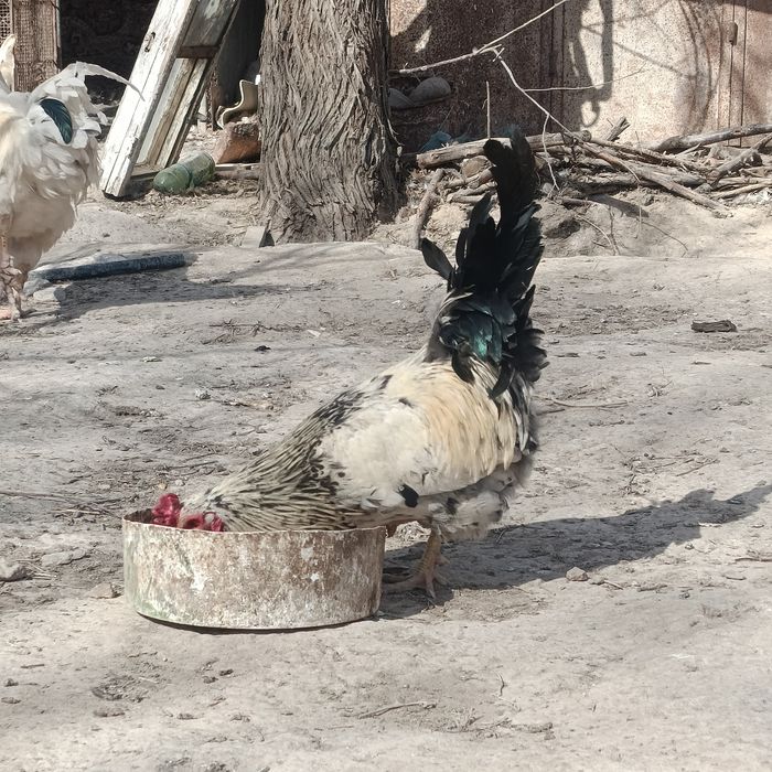 Кораздар сатылады!