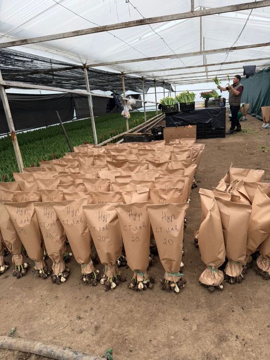 Свежие Тюльпаны к 8 МАРТА!