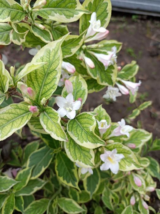 Вейгейла цветушая