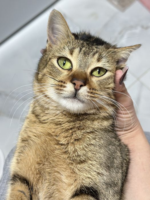 Pisicuță pentru adoptie