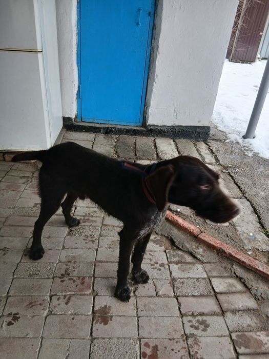 Продам кобеля дратхаара