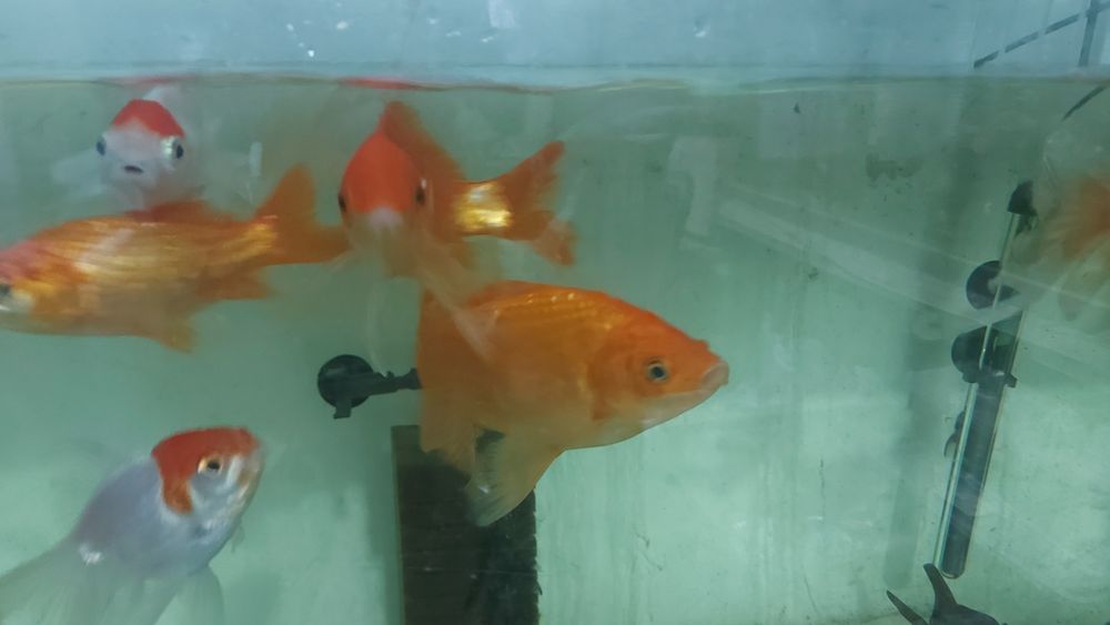 Super carasi mari portocalii