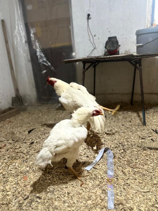 Продам даканов парачку