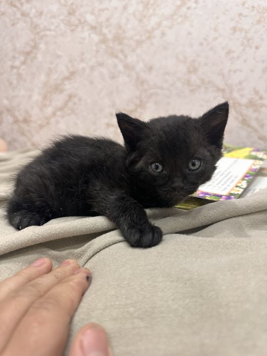 Котята ждут своих хозяев , 3 девочки и 1 мальчик