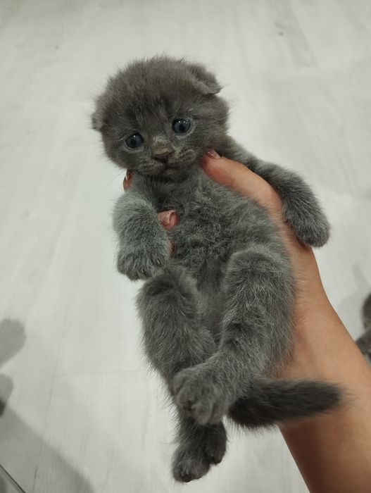 Scottish fold mushukchalar
