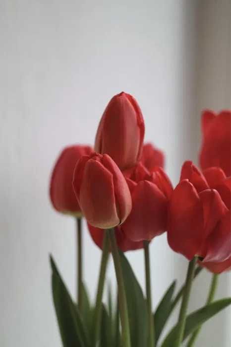 Тюльпаны Оптом Премиум сорт от 370 до 400тг