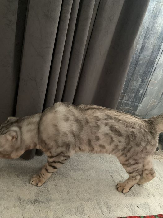 Кот ищет кошку для вязки