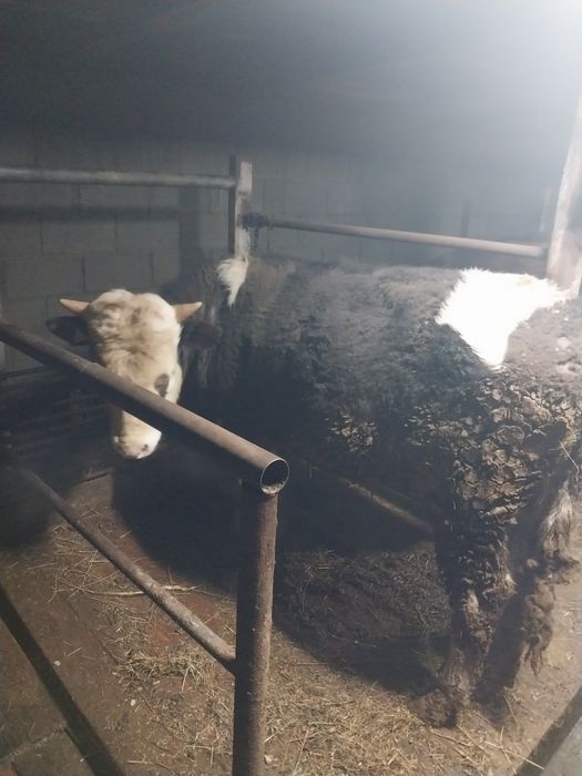 Продам бычка на согым