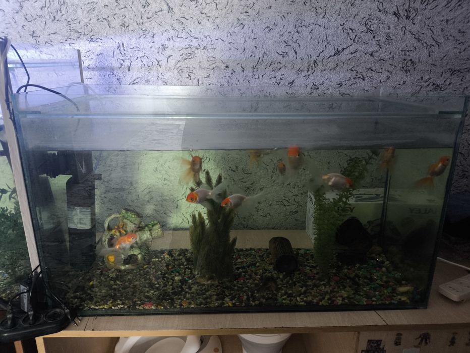 Akvariumlar sotiladi baliq va hamma narsalari bilan dekarativniy