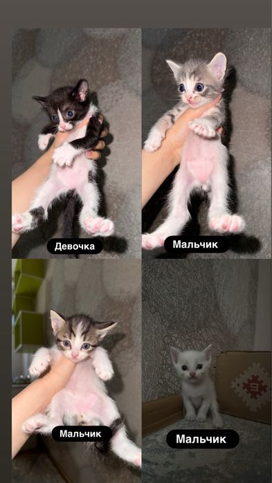 Отдам котят в добрые руки,3мальчика 1 девочка(черная)