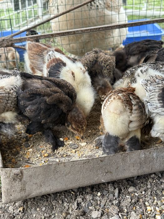 Продается цыплята брамма